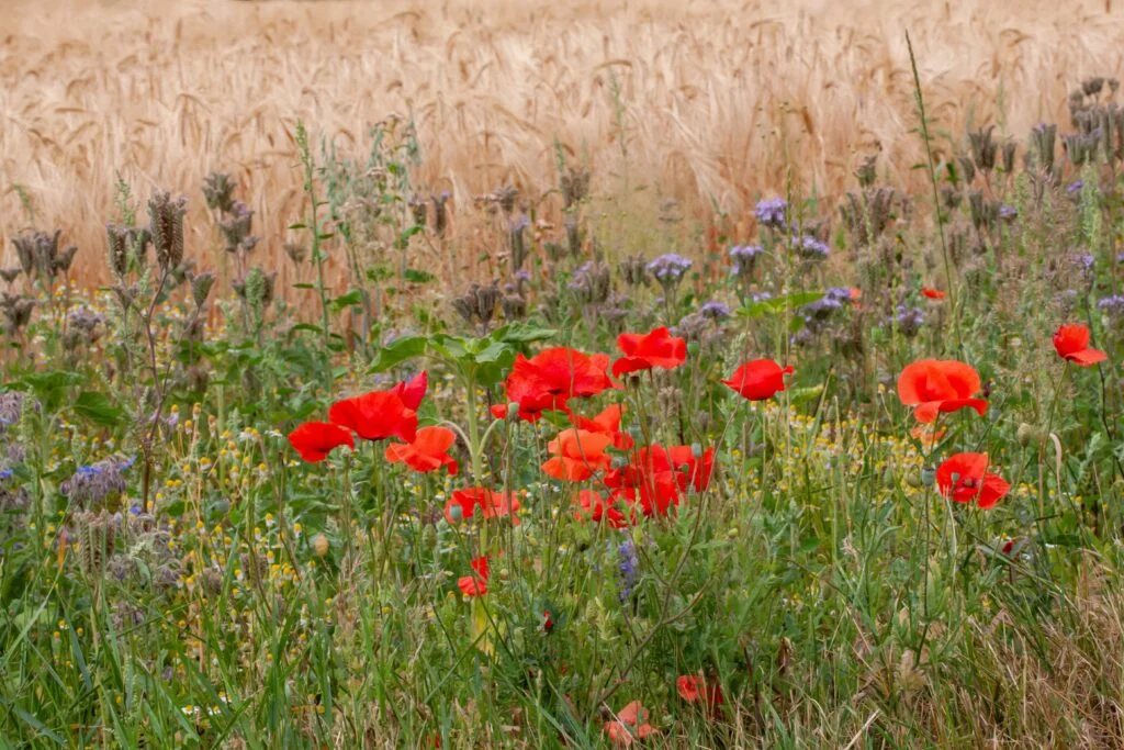Anpassungen der Öko-Regelung