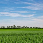 GAP-Reform: Keine Flächenprämie ab 2027